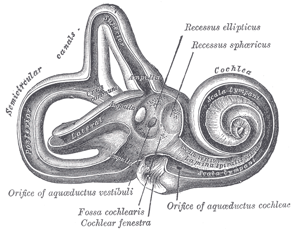 <p>Internal Ear