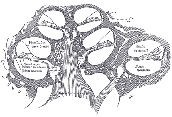 <p>Diagrammatic Longitudinal Section of the Cochlea