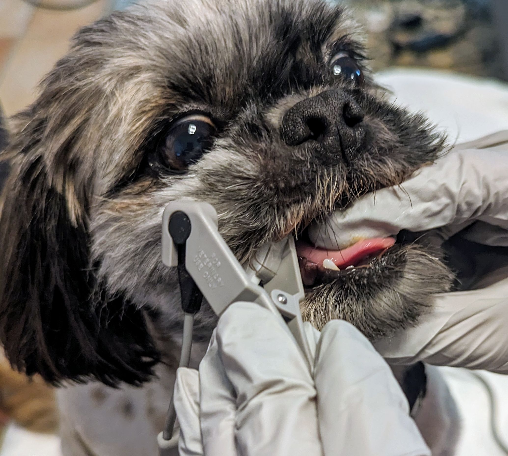 Canine Pulse Oximetry Lip, Step 1