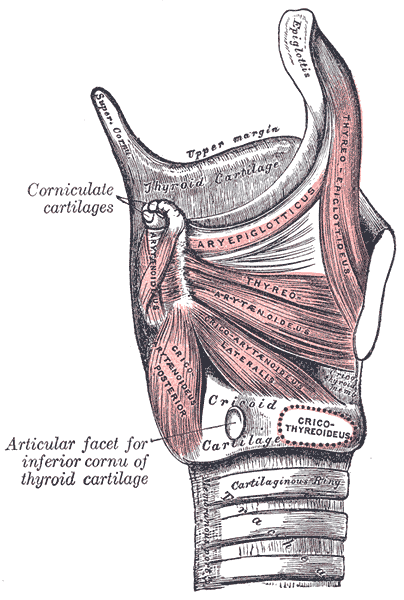 <p>The Muscles of the Larynx