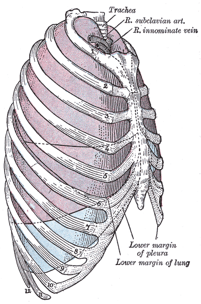 <p>Relationship Of Thoracic Contents And Thoracic Cage Linings