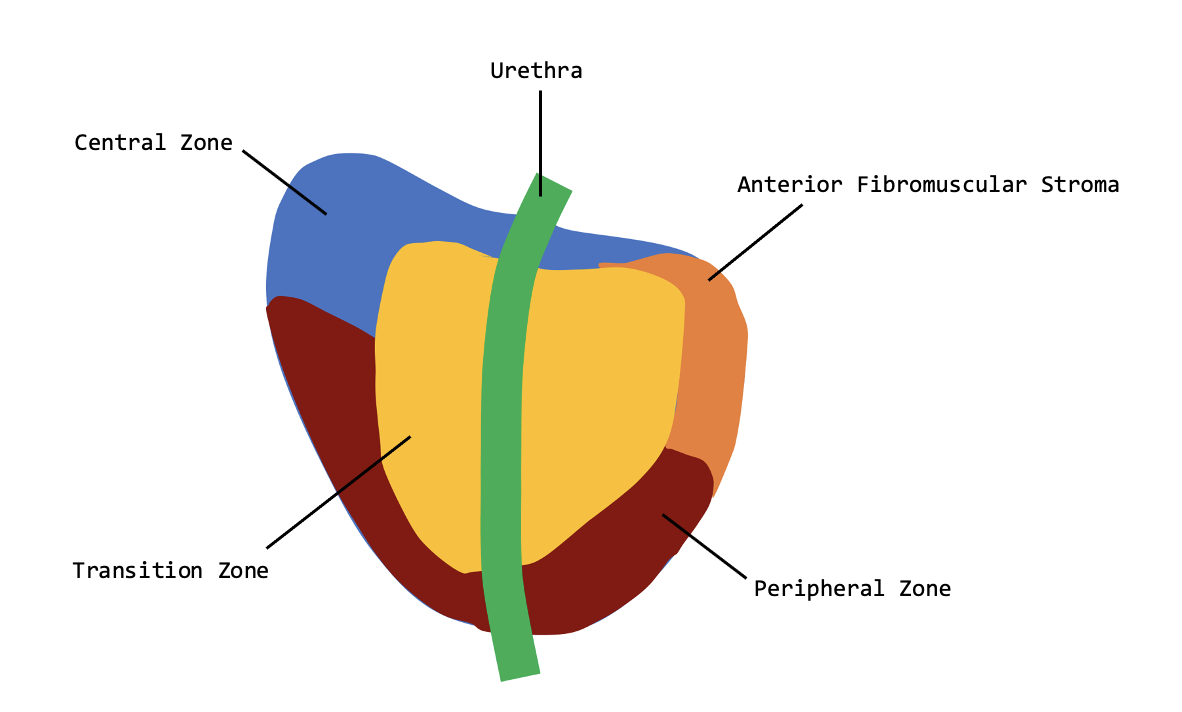 Prostate zones. Sagittal view.