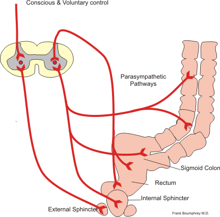 <p>Defecation Reflex. Voluntary and parasympathetic pathways of defecation reflex.</p>