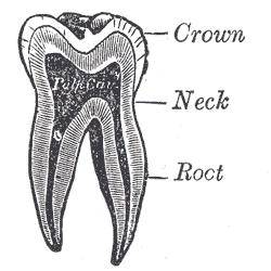 <p>The Mouth, Vertical section of a molar tooth, Crown, Neck, Root, Pulp cavity</p>