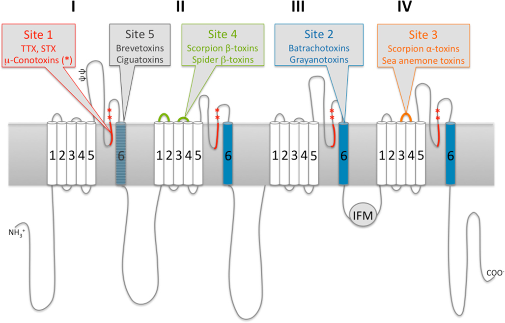 <p>A-Subunit and Neurotoxin Binding