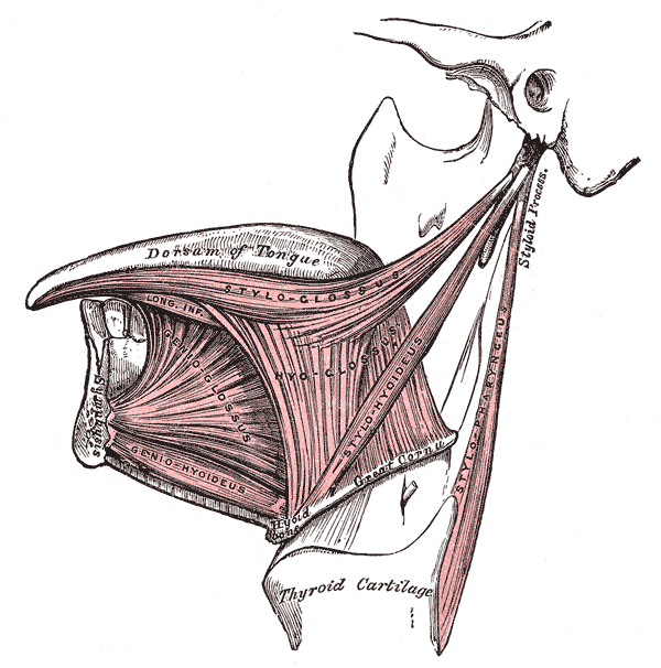 The Mouth, Extrinsic muscles of the tongue; Left side, Dorsum of Tongue, Styloglossus, Hyoglossus, Genioglossus, Geniohyoideus, Stylopharyngeus, Thyroid cartilage 