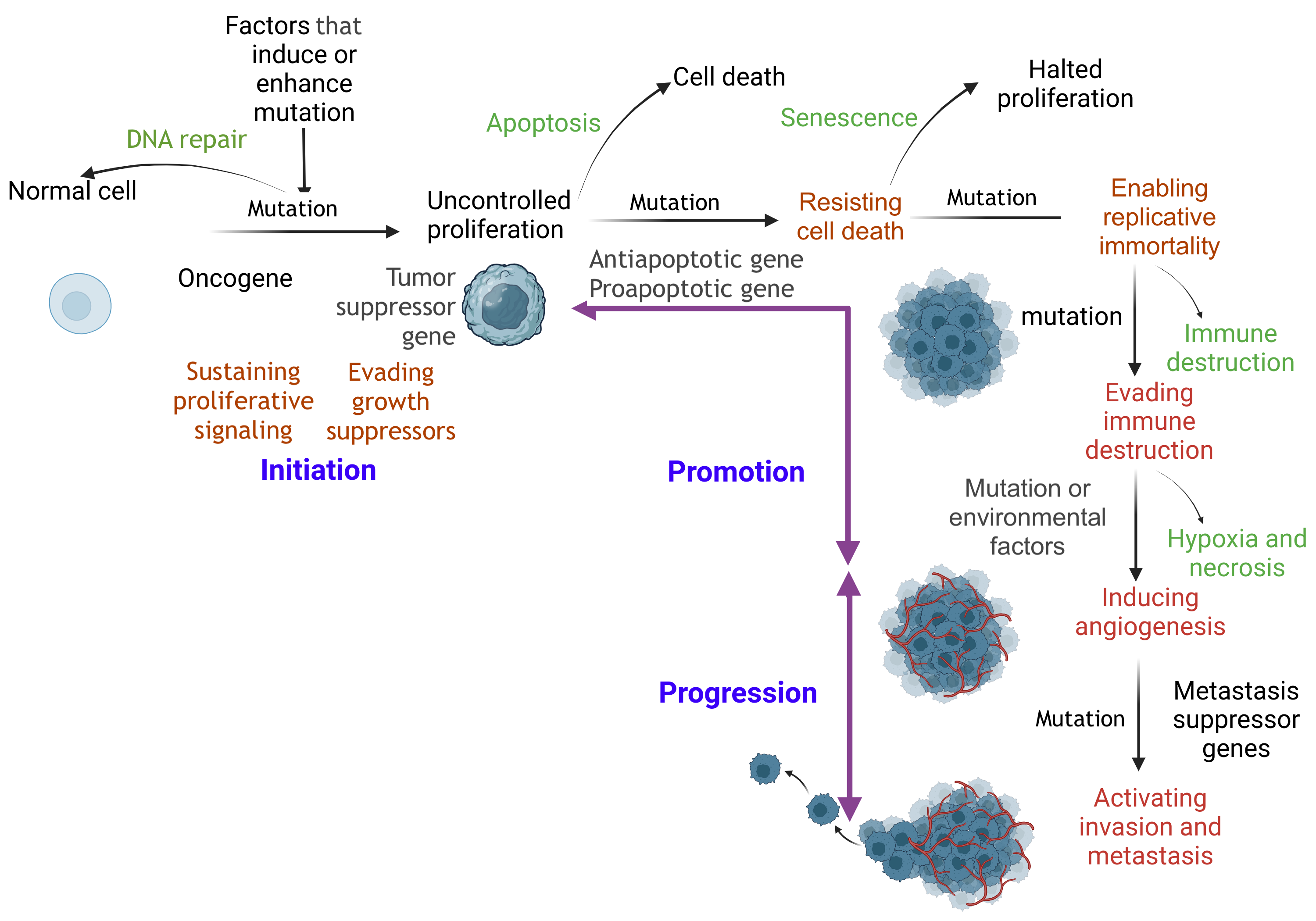 <p>The Carcinogenesis Pathway