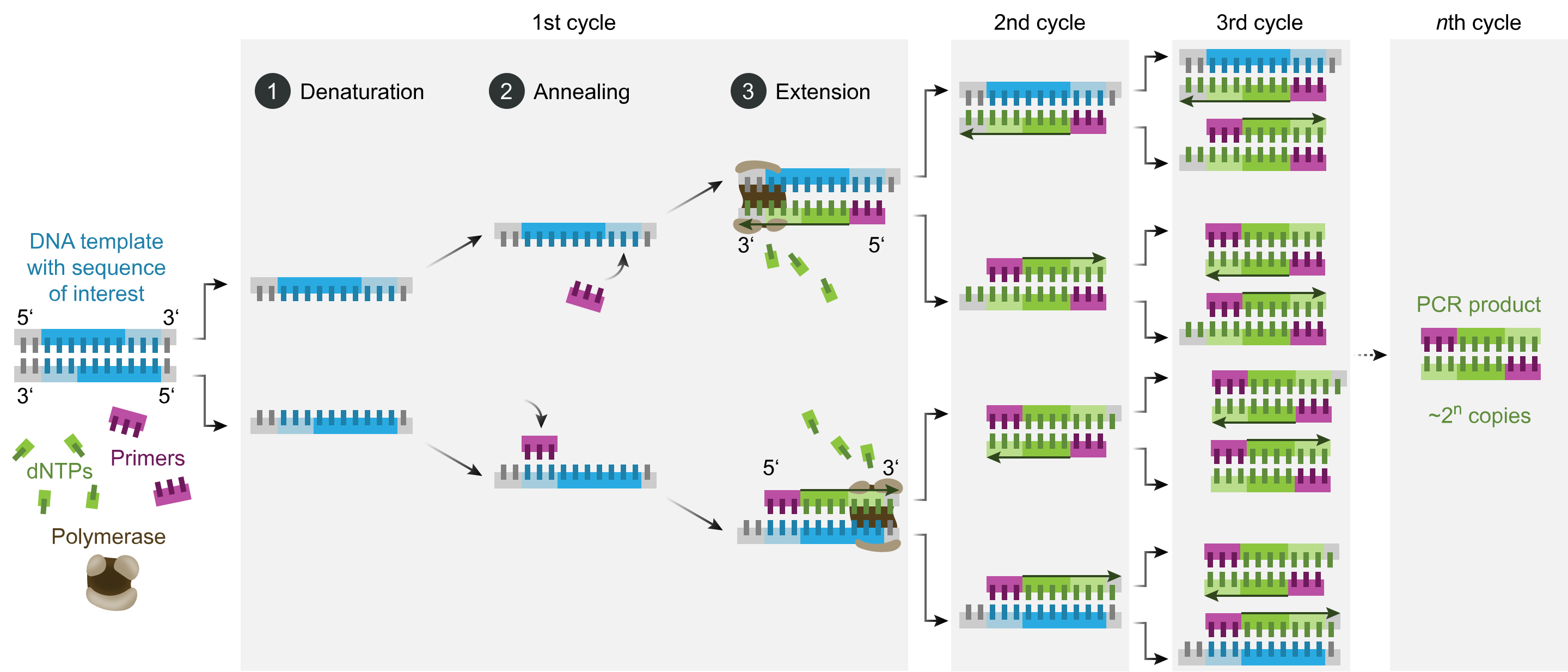 <p>Polymerase Chain Reaction. This diagram shows the polymerase chain reaction steps.</p>