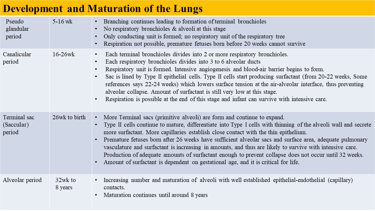 <p>Embryonic and Fetal Lung Development&nbsp;Table