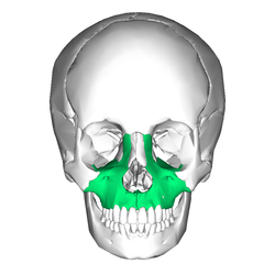 <p>Maxillary Bones. The green-shaded area marks the paired maxillary bones.</p>