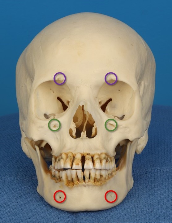 <p>Trigeminal Foramina of the Face