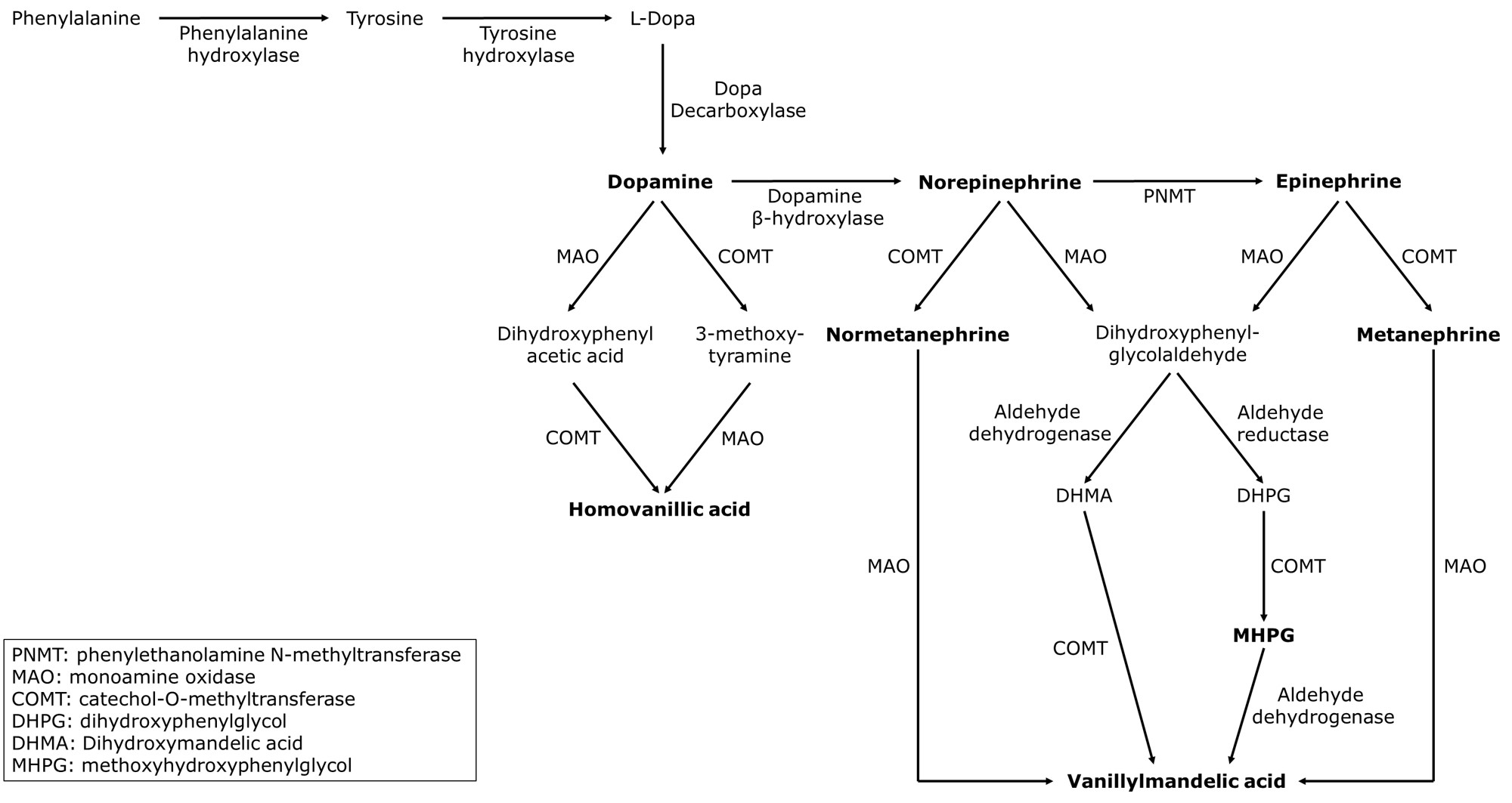 <p>Catecholamine Metabolism