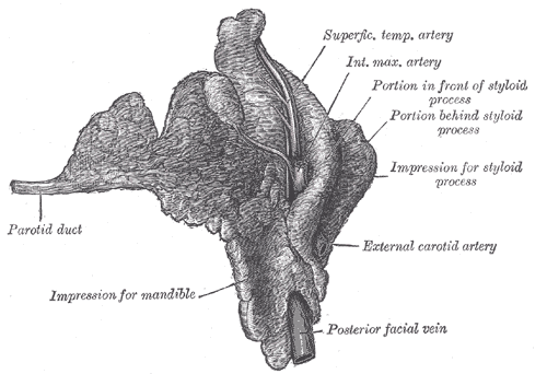 <p>The Mouth, Right Parotid Gland, Anterior.&nbsp;The right parotid gland, deep and anterior aspects.</p>