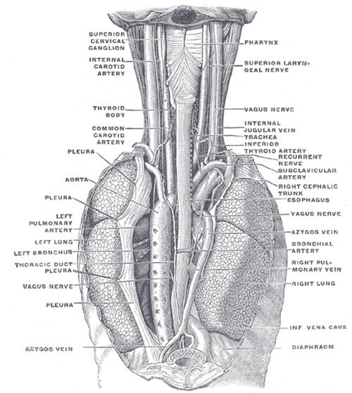 <p>The Esophagus, The position and relation of the esophagus in the cervical region and in the posterior mediastinum; Posteri