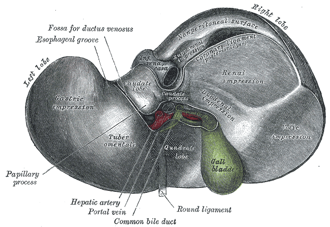 The Liver,  Inferior surface of the liver, Gall Bladder, Hepatic artery, Portal vein, Common bile duct