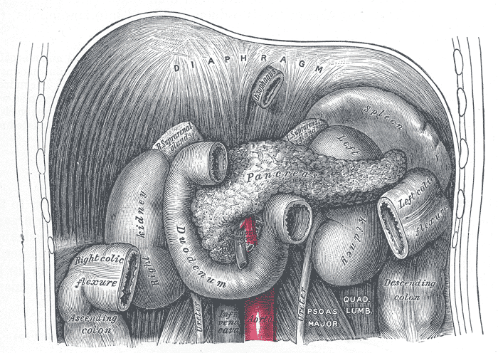 <p>Pancreas and Duodenum, Anterior View