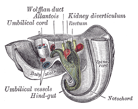 <p>The Urogenital Apparatus, Tail end of human embryo twenty-five to twenty-nine days old, Wolffian duct, Allantois, Kidney d