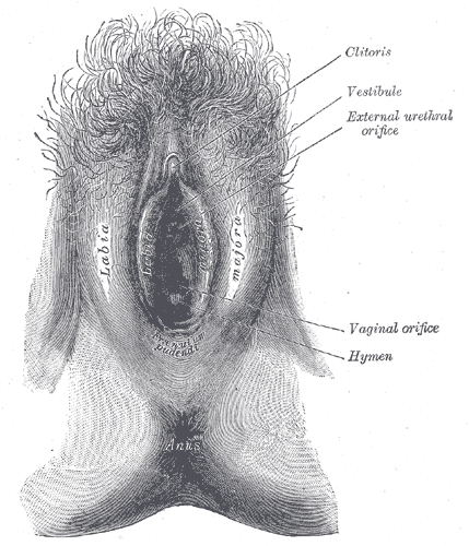 <p>Female External Genitalia