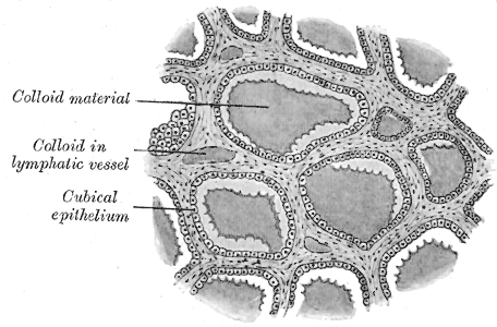 The Ductless Glands, Section of thyroid gland of sheep, Colloid material, Colloid in lymphatic vessel, Cubical epithelium