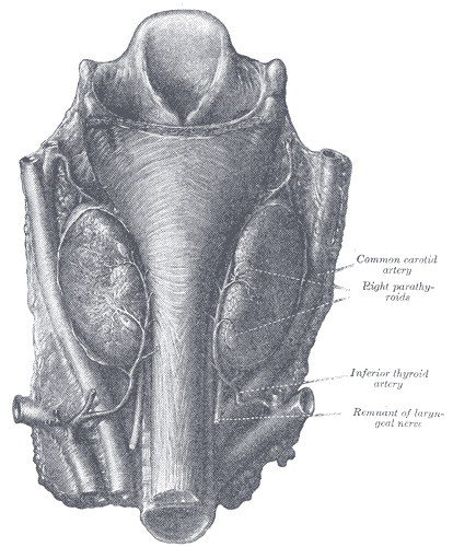 <p>The Parathyroid Glands</p>