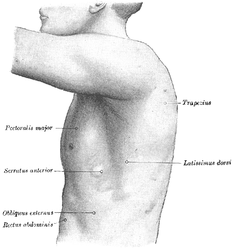 <p>Surface Anatomy of the Thorax