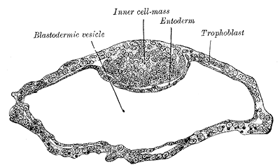 <p>Segmentation of the Fertilized Ovum, Blastodermic vesicle of Vespertilio murinus, Blastodermic vesicle, Trophoblast, Entod