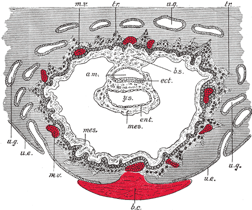 <p>Development of the Fetal Membranes and Placenta, Section through ovum imbedded in the uterine decidua