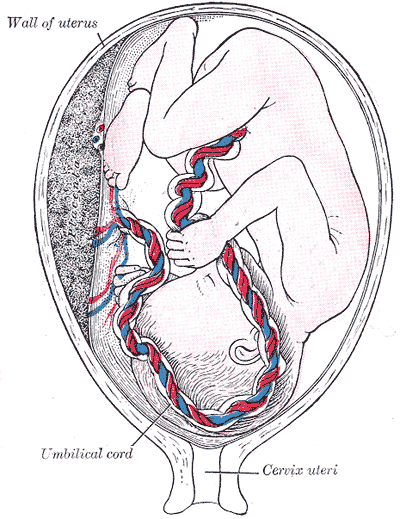 <p>Development of Fetal Membranes and Placenta, Fetus in utero; between fifth and sixth months, Umbilical cord, Cervix uteri<