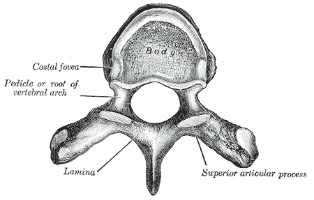 <p>General Characteristics of Vertebrae, Costal Fovea, Lamina, Superior Articular process</p>