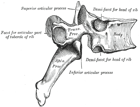 <p>The Thoracic Vertebrae</p>