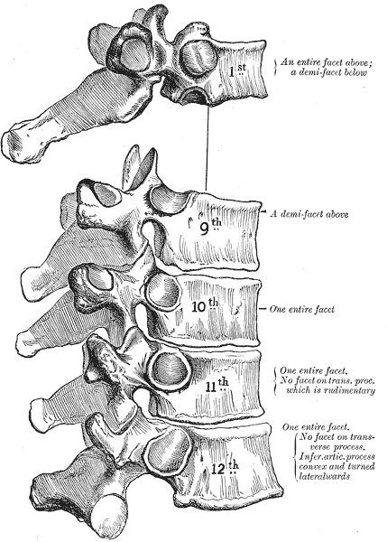 <p>The Thoracic Vertebrae, Peculiar thoracic vertebrae</p>