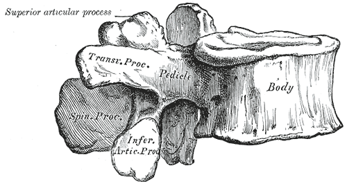 A Lumbar Vertebra from the side