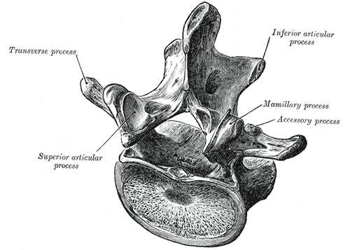 A Lumbar Vertebra from above and behind