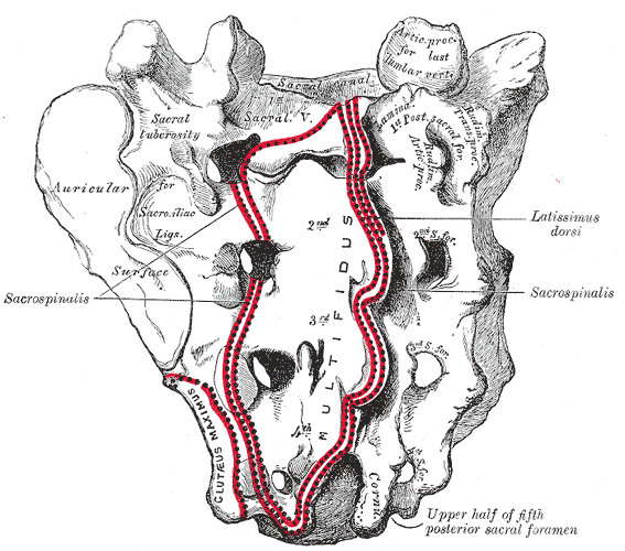 Sacrum; Dorsal surface, Coccygeal Vertebrae