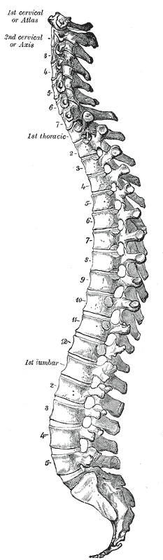 <p>The Vertebral Column as a whole, Vertebral Column; Lateral View</p>