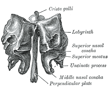 <p>The Ethmoid bone from behind, Crista galli, Labyrinth, Perpendicular plate</p>