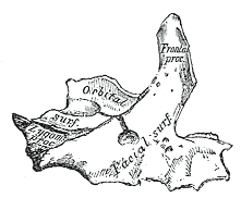 <p>Anterior Surface of Maxilla at Birth.</p>