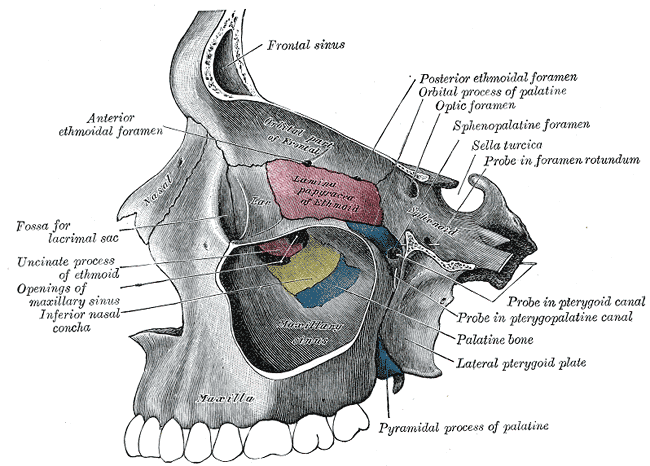 <p>The Exterior of the Skull, Medial wall of left orbit, Frontal Sinus</p>