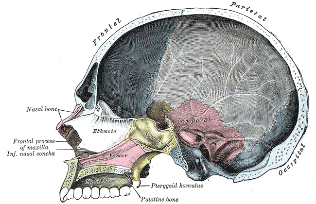 <p>Skull Interior