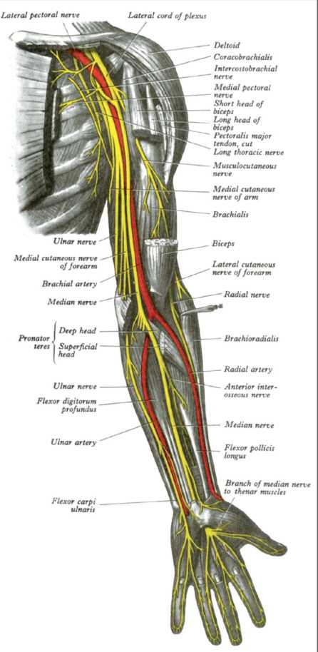 <p>Forearm Nerves