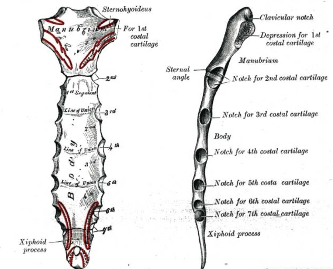 <p>Sternum