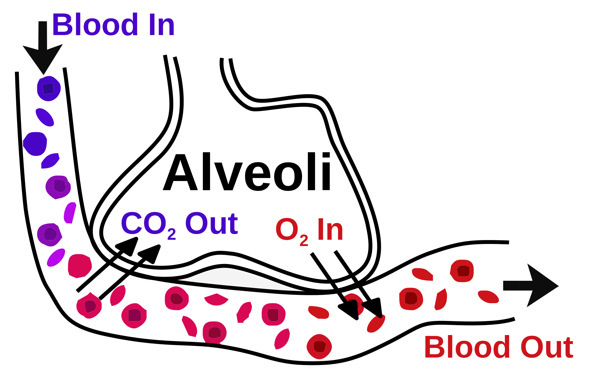 Gaseous exchange in the lung