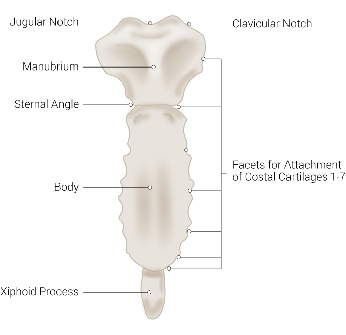 <p>Sternum Anatomy