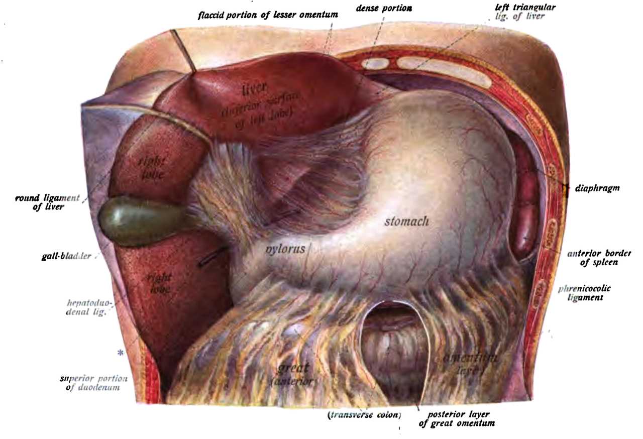 Liver Anatomy