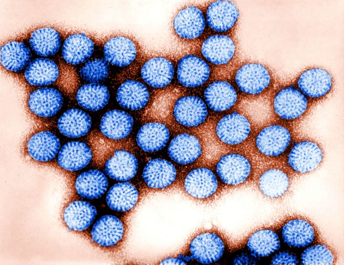 <p>Rotavirus