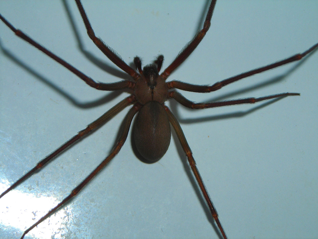 Brown Recluse Spider