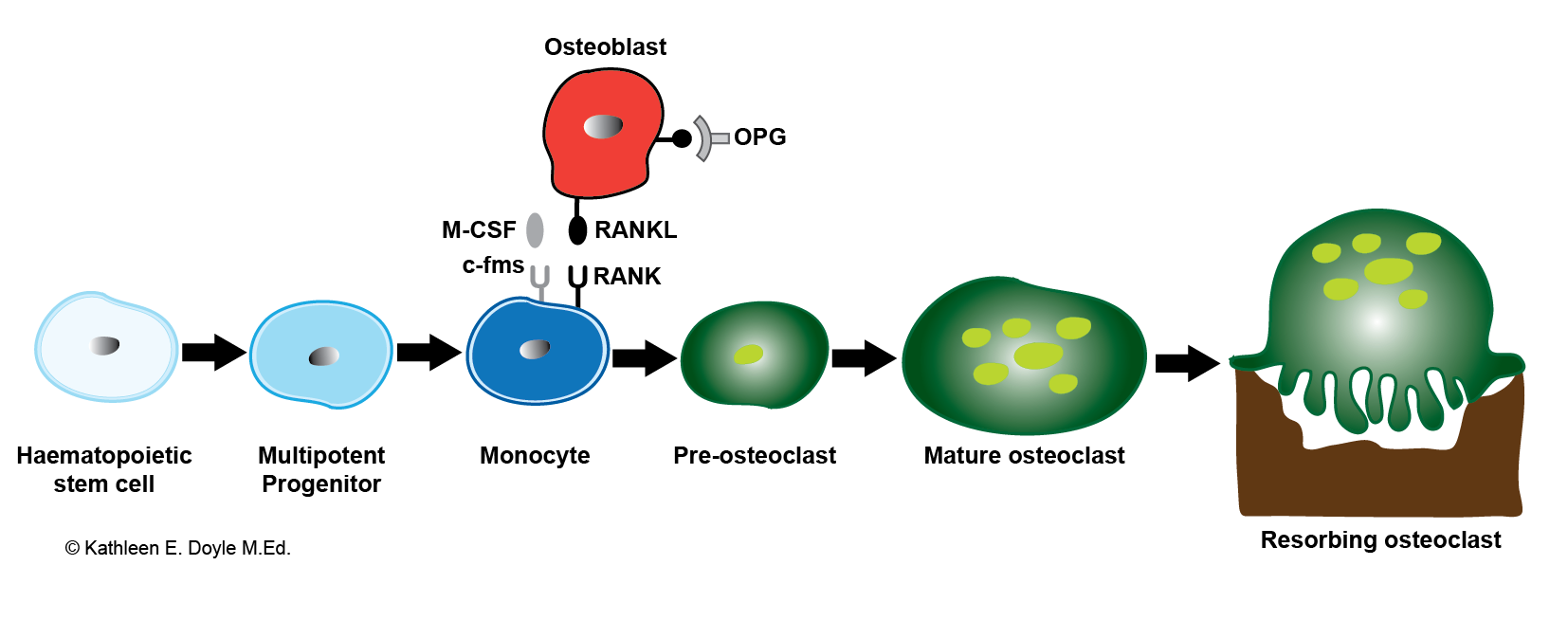 <p>Osteoclastogenesis