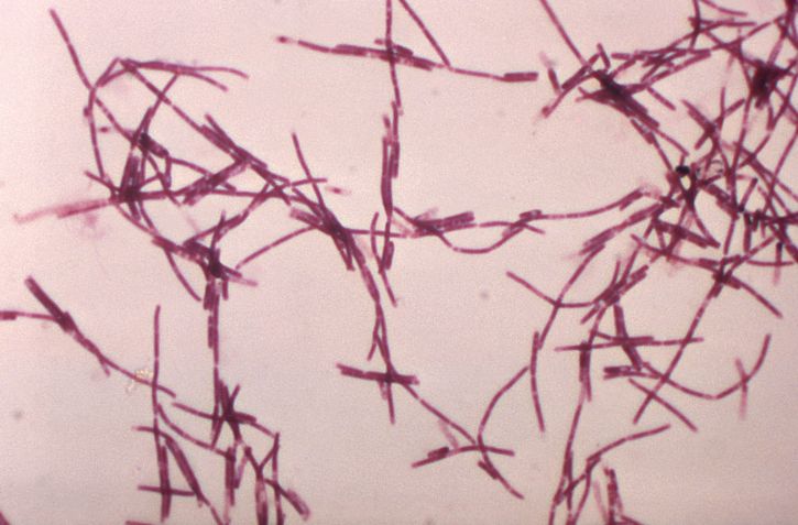 Anthrax Bacillus anthracis, Gram-Positive rods
