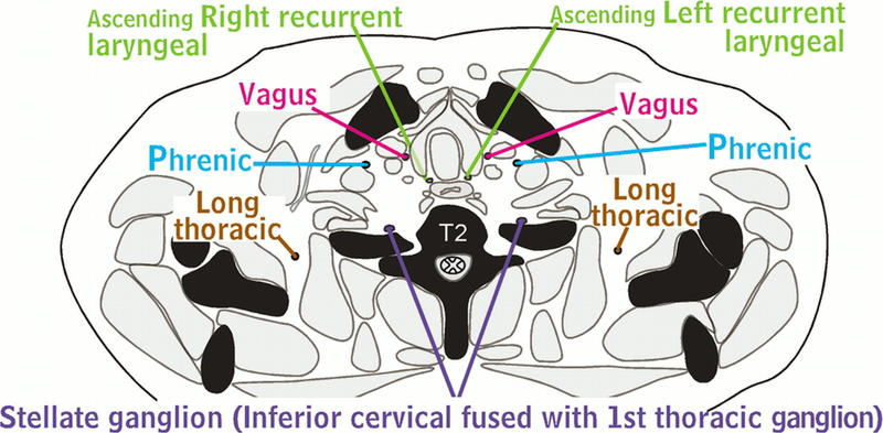 <p>Nerves of the Thorax