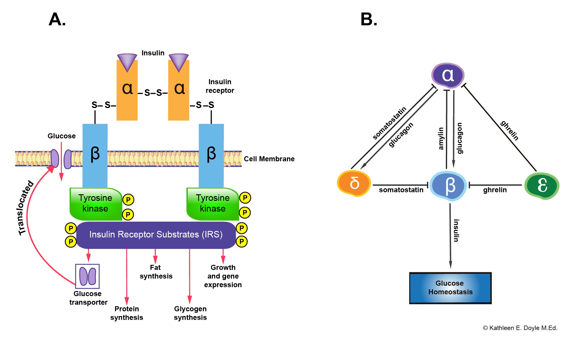 Insulin Receptor and Paracrine Interaction in Pancreatic Islet Cells